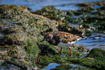 Ruddy Turnstone looking for food on a rock