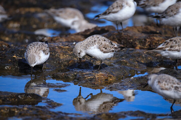 Flock of small sanderling birds on a rock