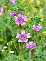 peaceful flowers and natural environment in nature