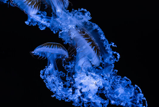 Close-up of jellyfish swimming gracefully in water