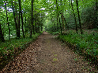 Fototapeta premium Remote path in the forest