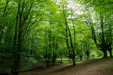 footpath in the forest