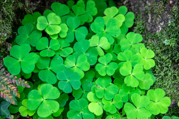 clover background
