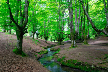 footpath in the forest
