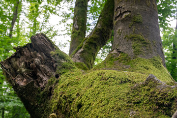 Fototapeta premium moss on tree