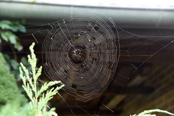 Spinnennetz einer Kreuzspinne im Gegenlicht