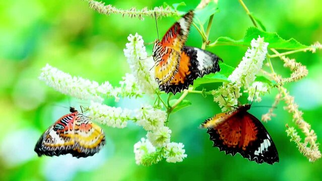 4K The butterflies in the clip appear to be from the genus *Cethosia*, commonly known as Lacewing butterflies. Their vibrant orange and black patterns with white markings are distinctive characteristi