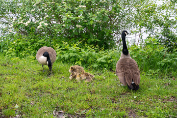 Wild Goose  with chicks  on the meadow
