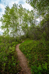 Fototapeta premium Spring day at Cranberry Flats Conservation Area