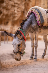 Naklejka premium Adorable Donkey Grazing in Little Petra, Jordan: Capturing the Charm of Rural Life Amidst Ancient Nabatean Ruins