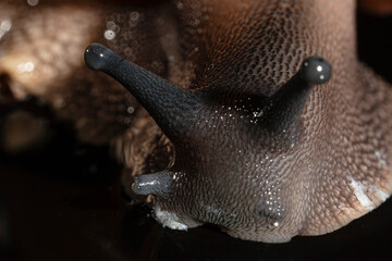 Archachatina marginata snail macro photograph from the front with the head close-up.
