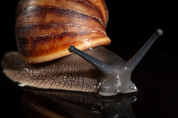 Archachatina marginata snail macro photograph from the front with the head and shell visible close-up.