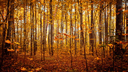 Autumn forest path. Orange color tree, red brown maple leaves in fall city park. Autumn forest on a...