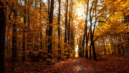 Autumn forest path. Orange color tree, red brown maple leaves in fall city park. Autumn forest on a sunny day.