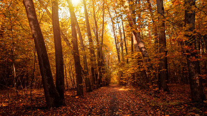 Autumn forest path. Orange color tree, red brown maple leaves in fall city park. Autumn forest on a sunny day.