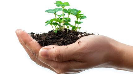 Hand holding small green seedlings in soil, close-up