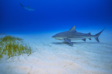 Sharks Underwater