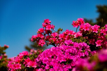 万年山のミヤマキリシマ