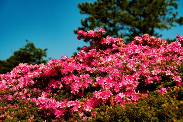 万年山のミヤマキリシマ