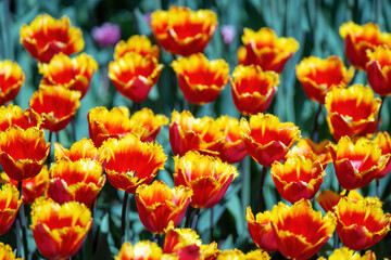Orange tulips with fringed edges in bloom
