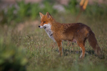 red fox vulpes posing in garden side photo evening light golden