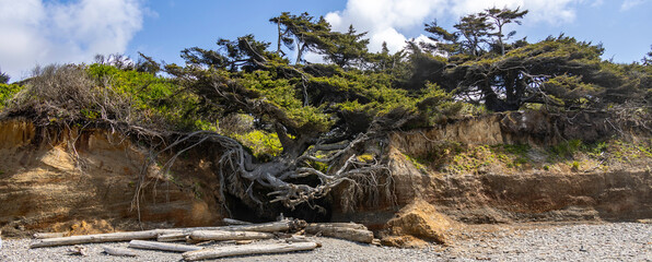 Tree of Life Tree Root Cave Olympic National Park