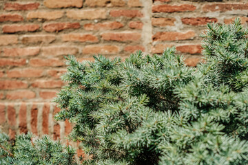 Close-up of juniper branches on the background of a brick old wall, idea for background