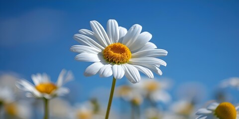 Symbolizing beauty and hope: Bright daisy framed against a clear blue sky. Concept Beauty, Hope, Symbol, Daisy, Sky