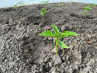 A small pepper bush grows in a greenhouse on the ground