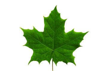 Fototapeta premium Green maple leaf in green foliage