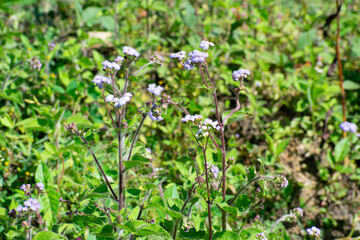Fototapeta premium flowers in the field