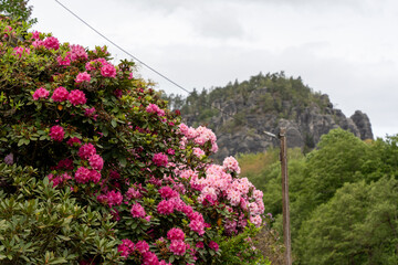 A beautiful pink and purple flower bush with a wire running through it. The bush is surrounded by a forest and a mountain in the background