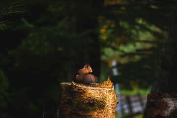 squirrel on a tree stump