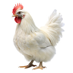 Fototapeta premium a brahma white chiken on transparent background