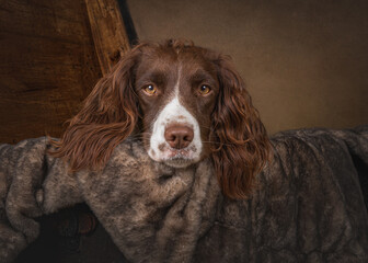 portrait of a dog