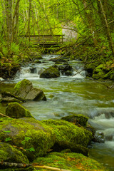 stream in the forest
