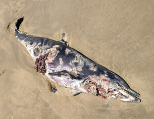 Dolphin on Atlantic beach victim of shark attach or propeller mishap.