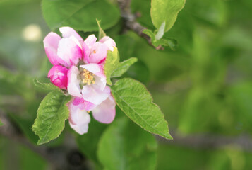 apple blossom tree, nature background