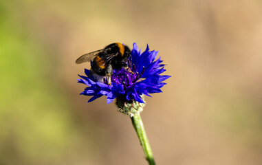 Single cornflower with a bumblebee on a light background
