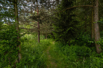 Green summer forest on a summer evening