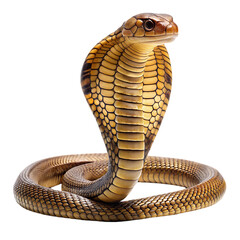 Fototapeta premium king cobra a snake png