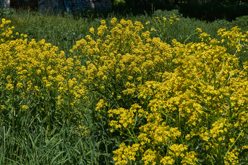 Barbarea vulgaris (lat. Barbarea vulgaris) is blooming in the meadow. Inflorescence Barbarea vulgaris. Spring 2024.