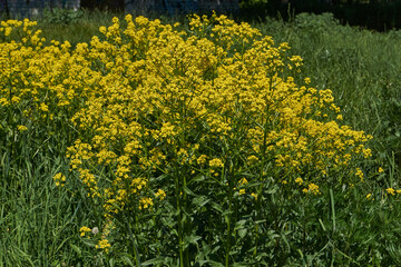Obraz premium Barbarea vulgaris (lat. Barbarea vulgaris) is blooming in the meadow. Inflorescence Barbarea vulgaris. Spring 2024.