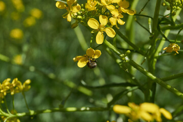 Barbarea vulgaris (lat. Barbarea vulgaris) is blooming in the meadow. Inflorescence Barbarea vulgaris. Spring 2024.