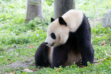 Fototapeta premium Close up Male Panda returned from USA , Tai Shan , Wolong Panda Base, China