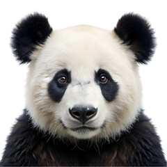Obraz premium a panda poritrit on transparent background