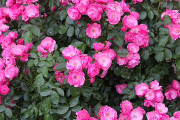 pink rose bush, floral background of pink roses, flowers pink rose with fresh green leaves, beautiful blooming flowers, close up view