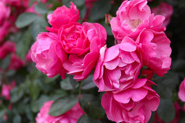 pink rose bush, floral background of pink roses, flowers pink rose with fresh green leaves, beautiful blooming flowers, close up view