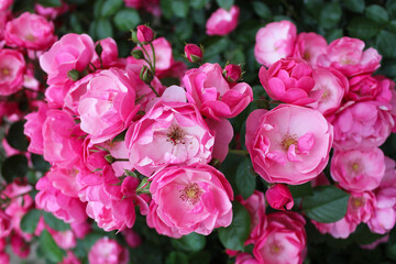 pink rose bush, floral background of pink roses, flowers pink rose with fresh green leaves, beautiful blooming flowers, close up view