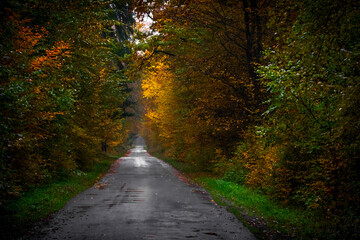 The road through the autumn forest